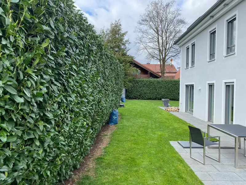 Hohe Kirschlorbeerhecke nach dem Formschnitt