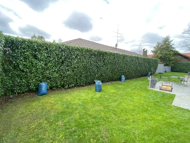 Lange Kirschlorbeerhecke mit blauen Müllsäcken im Garten