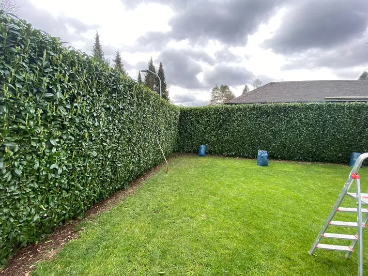 Garten mit hoher Kirschlorbeerhecke, Müllsäcken und Stehleiter