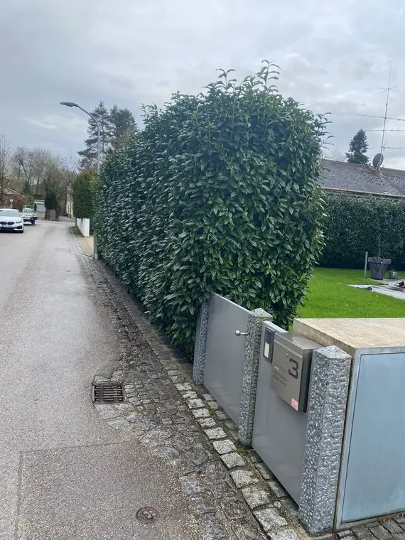 Hohe Kirschlorbeerhecke an Straße vor Hausnummer 3