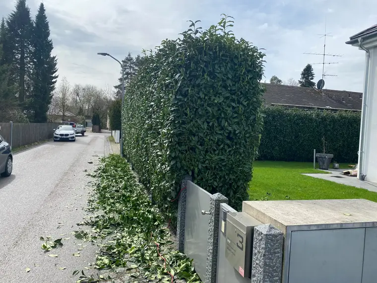 Geschnittene Hecke mit Grünschnitt auf der Straße